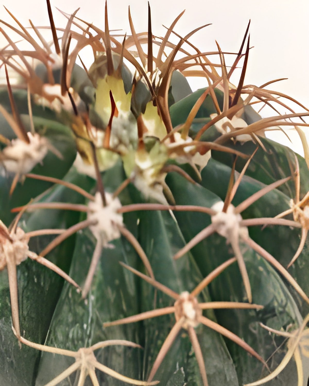 Parodia Maxima Cactus
