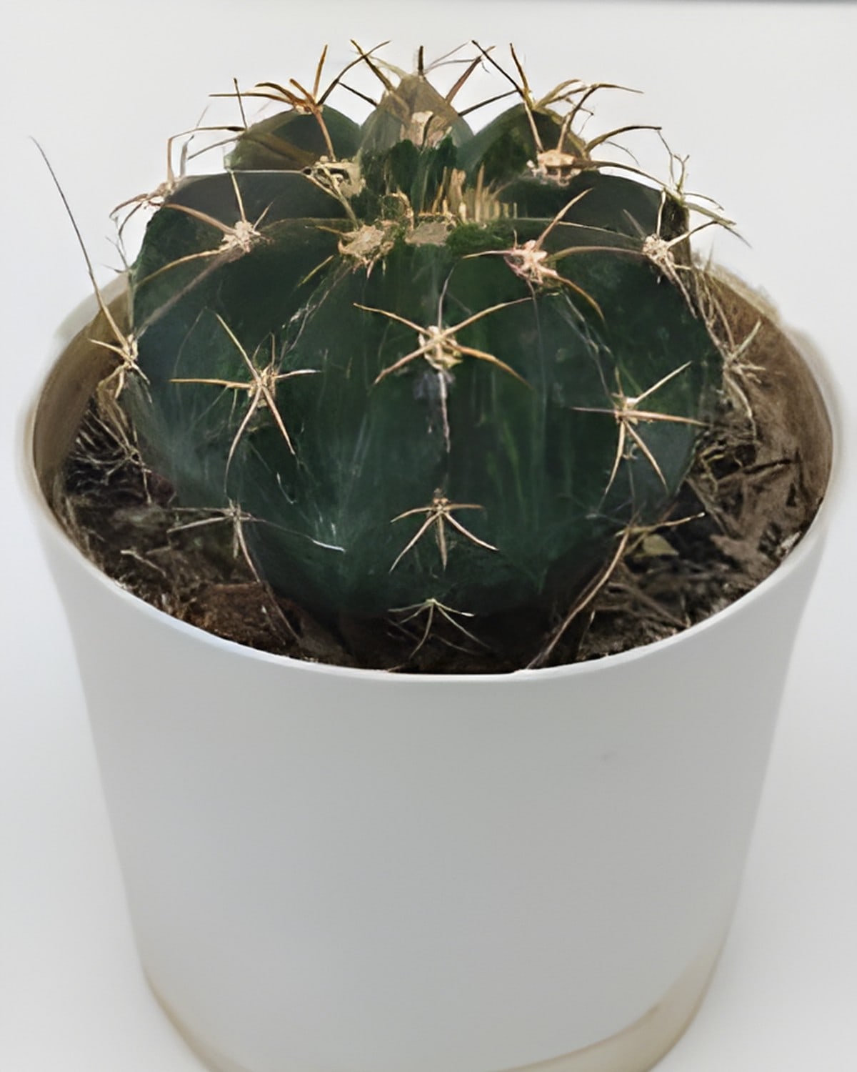 Melocactus Curvispinus