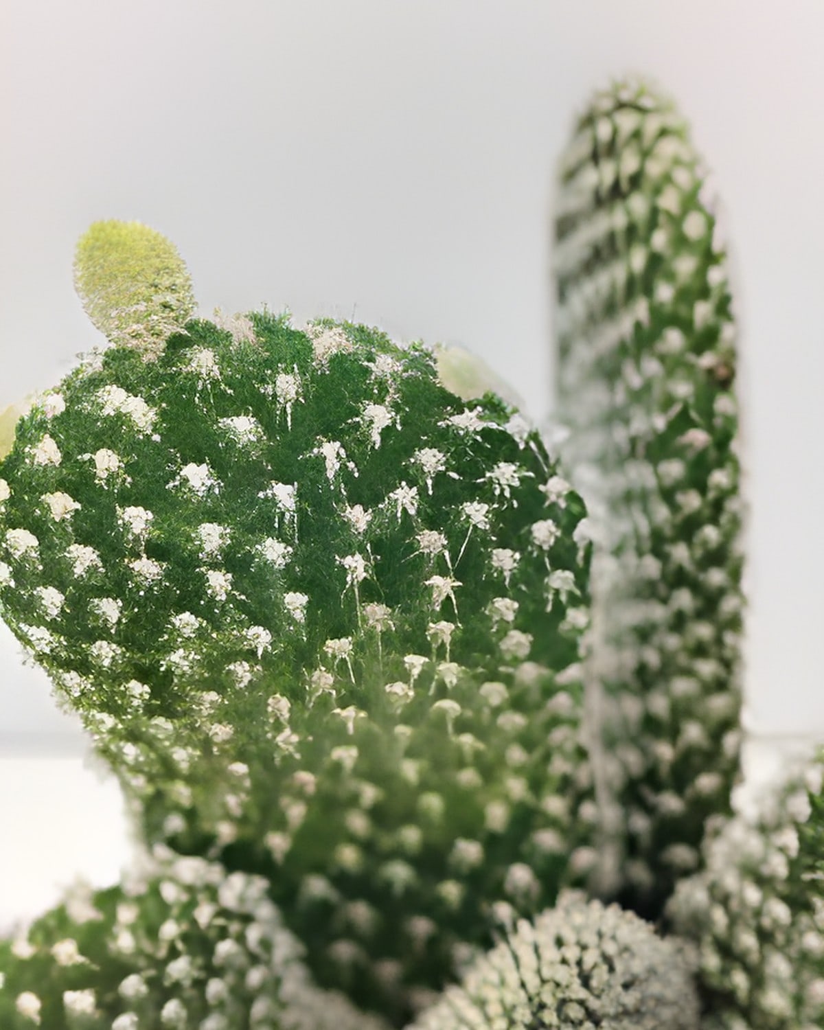 Bunny Ears Cactus White