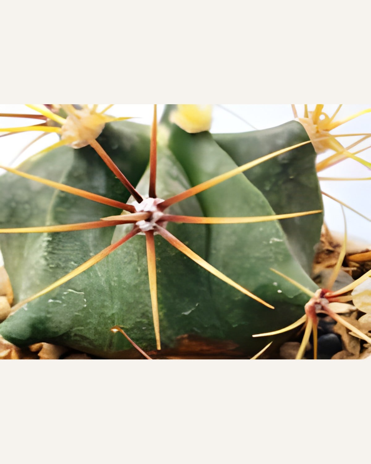 Candy Barrel Cactus