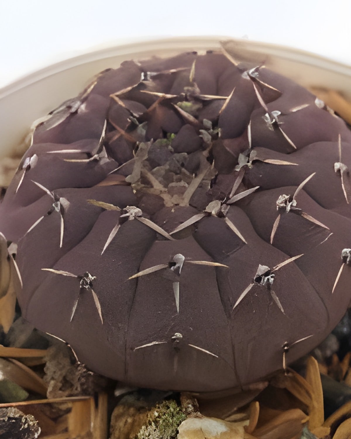 Gymnocalycium Platygonum