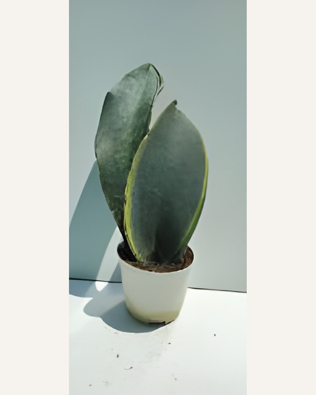 Sansevieria Whale Fin