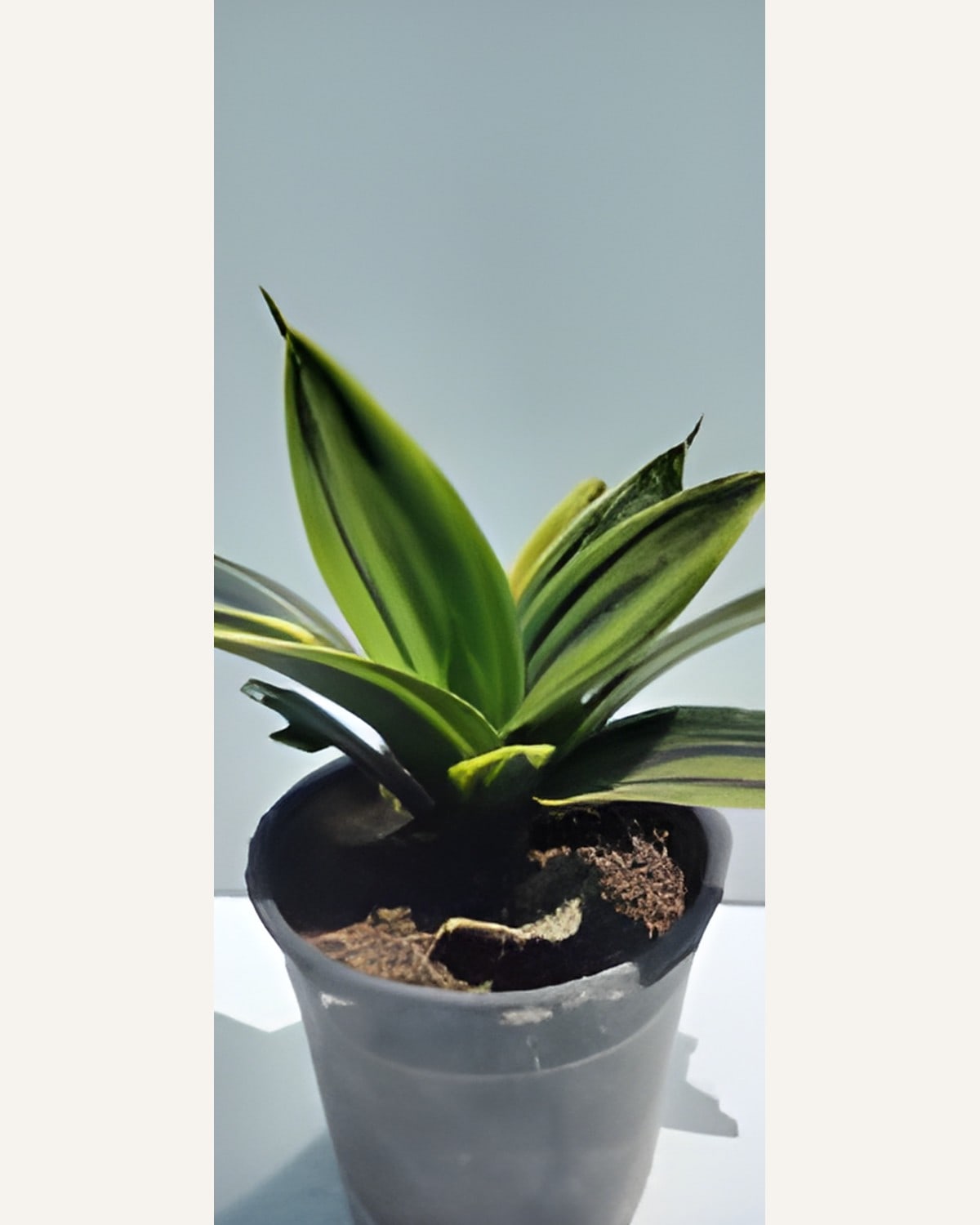 Sansevieria Golden Flame