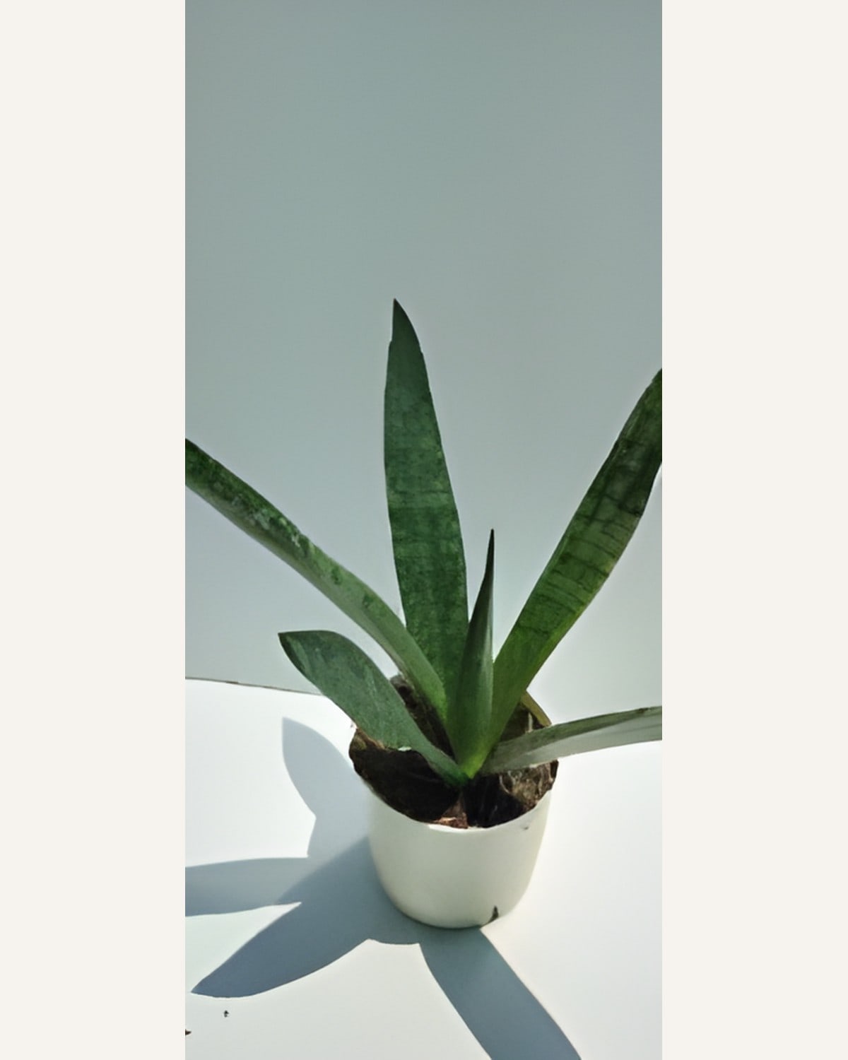 Sansevieria Grey Green (Bare Rooted)