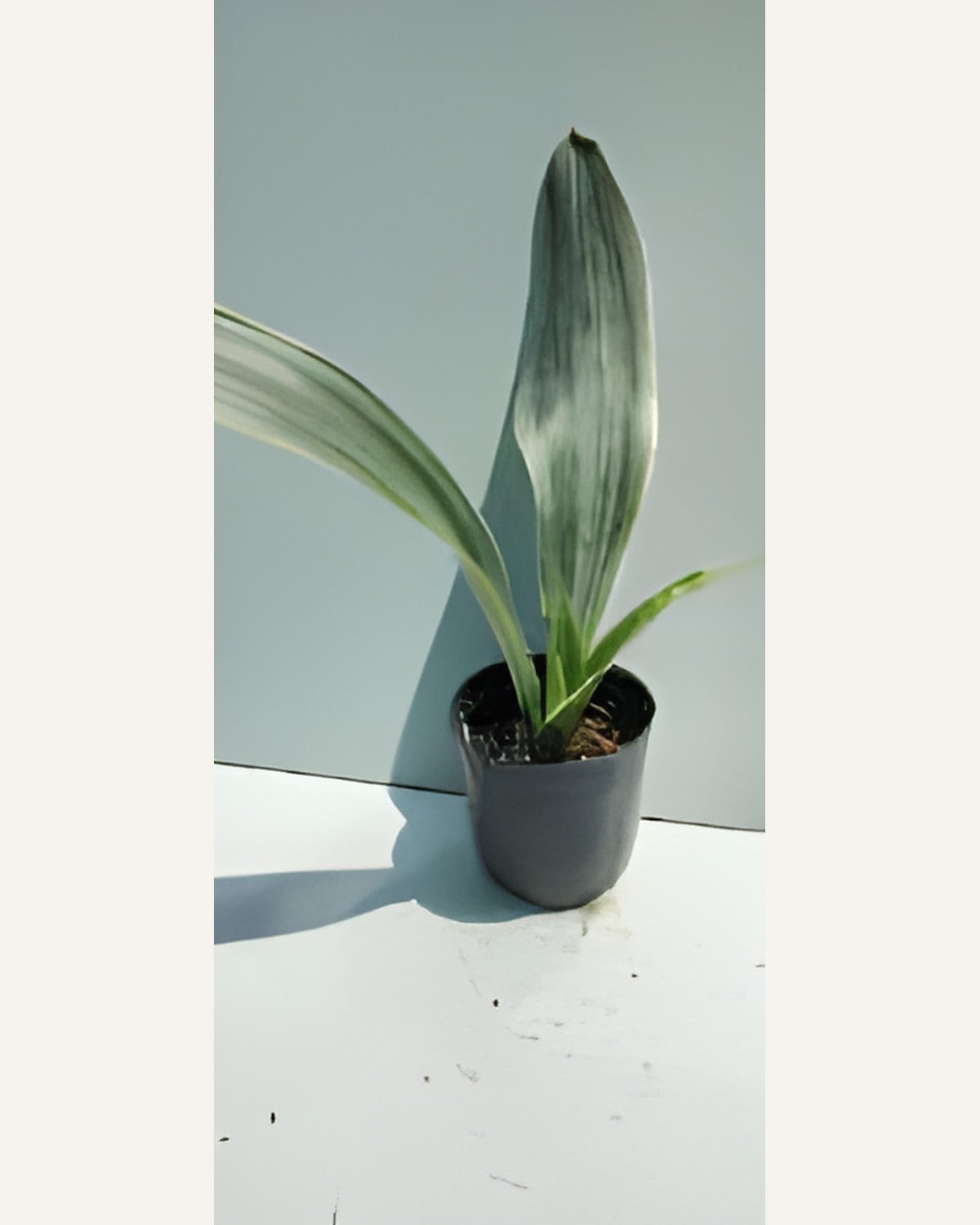 Sansevieria Green Clump (Bare Rooted)