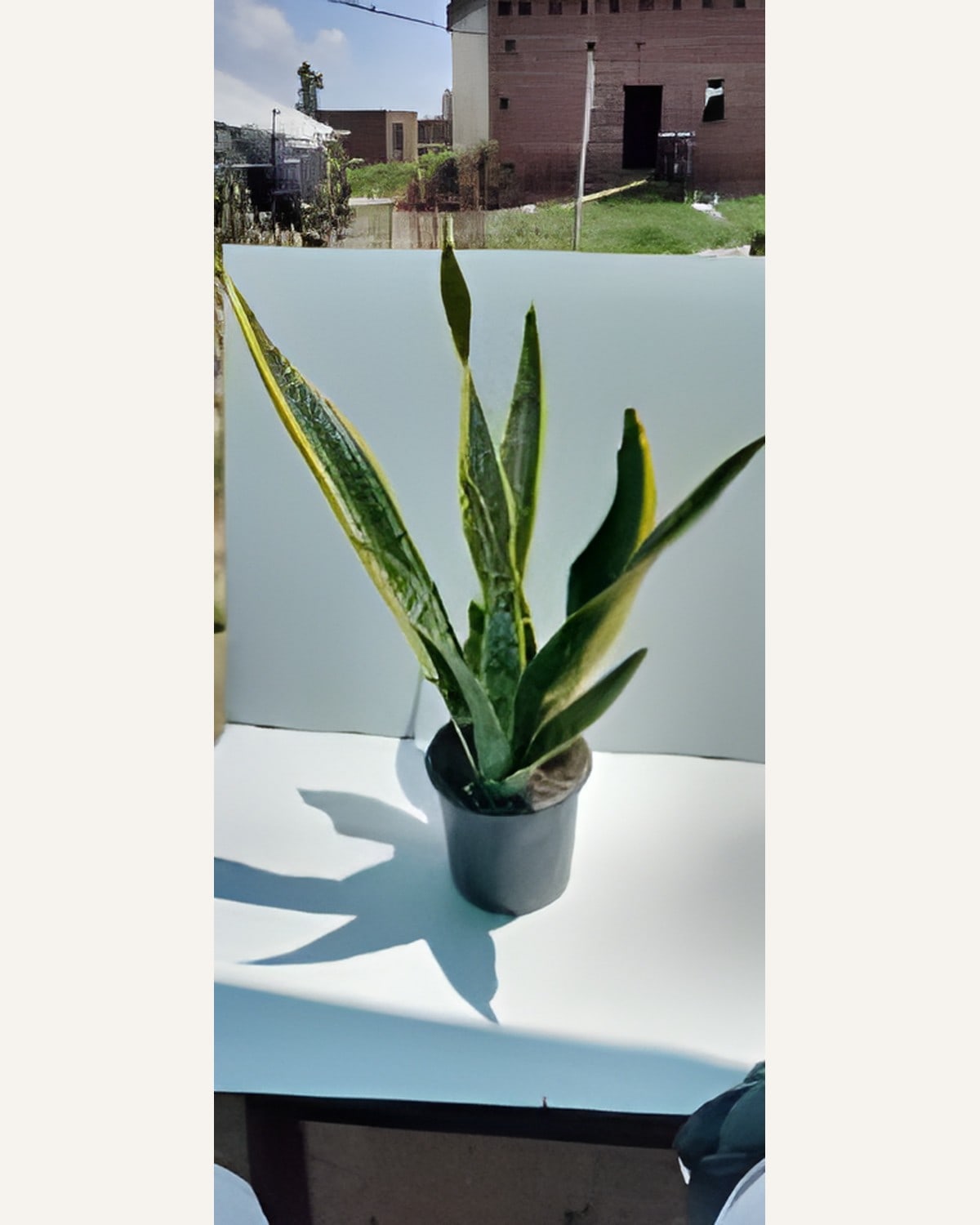 Sansevieria Common Snake Plant