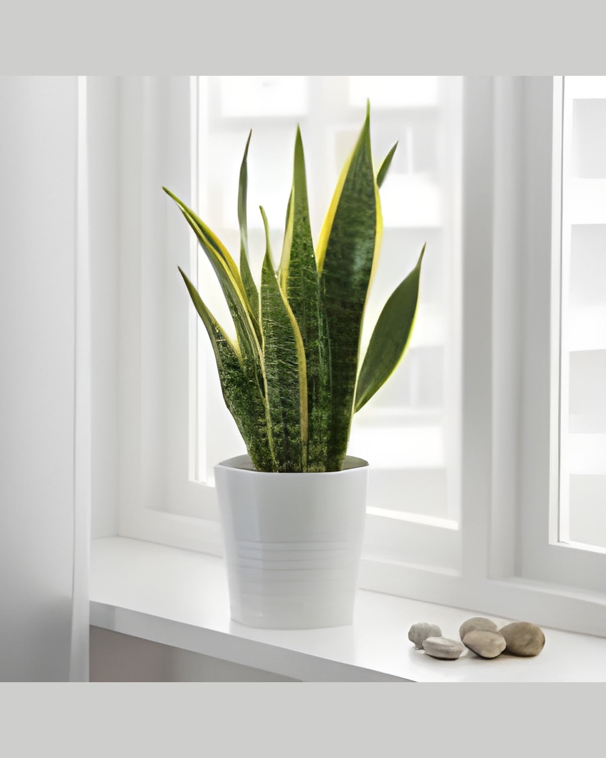 Sansevieria Trifasciata Golden (Full Pot)