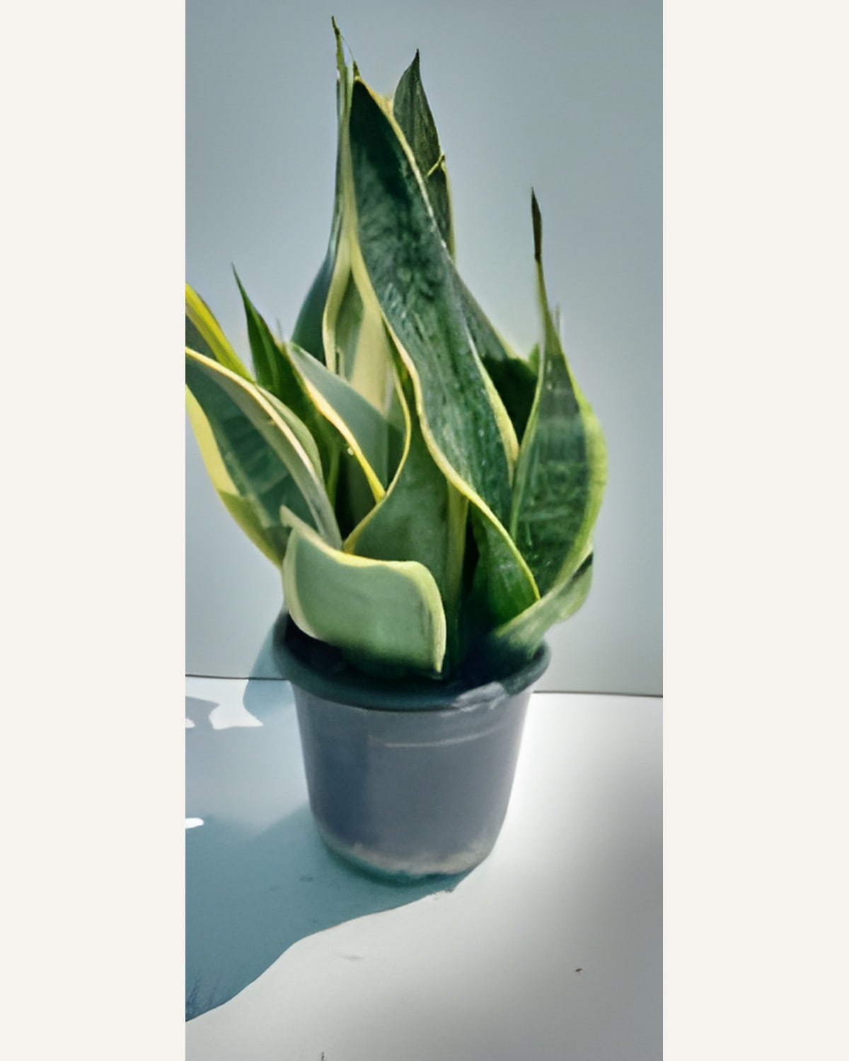 Sansevieria Futura Superba