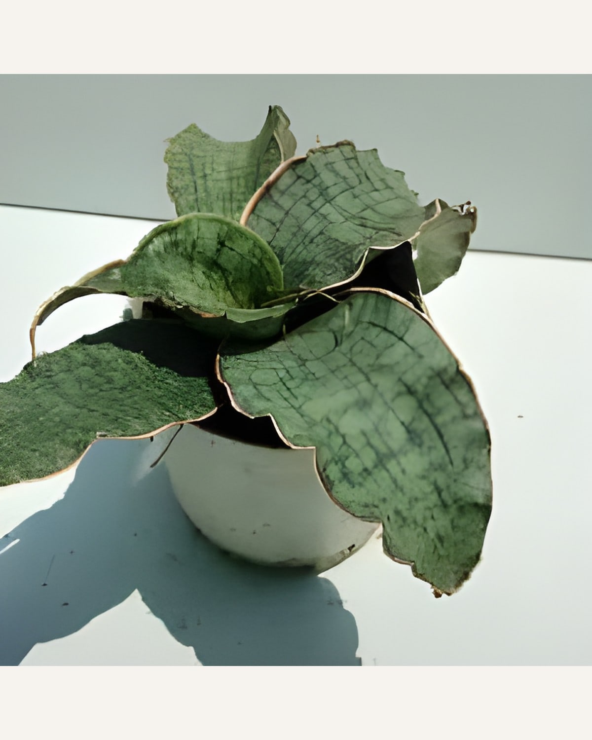 Sansevieria Kirkii