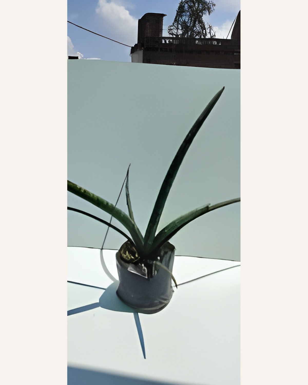 Sansevieria Cylindrica Long