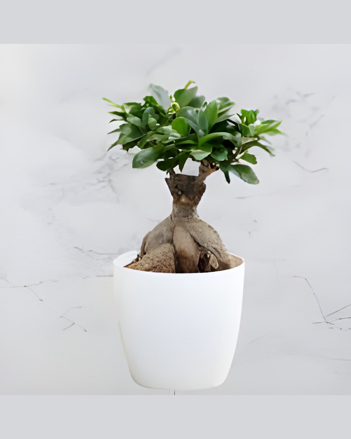 Ficus Ginseng Bonsai