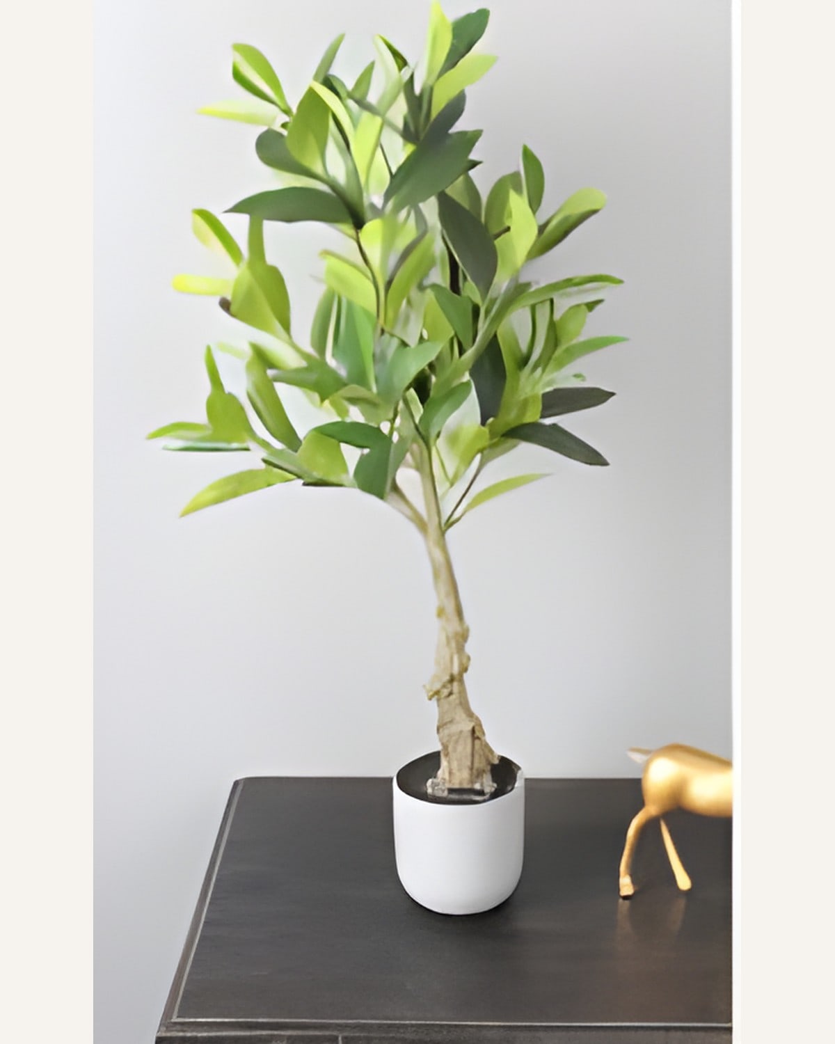 Artificial Ficus Plant