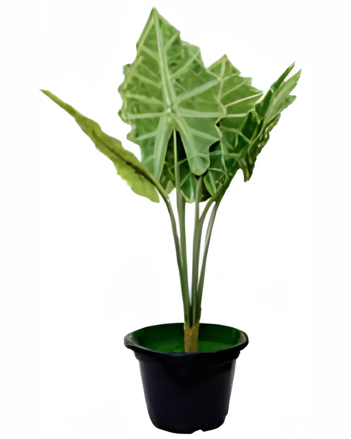 Artificial Plant with Pot (Arrow Leaves)
