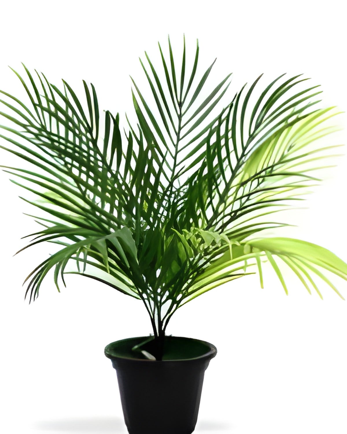 Artificial Cycas Plant with Pot