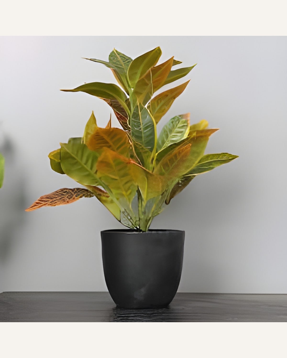 Artificial Croton Pot (1.5 Feet)
