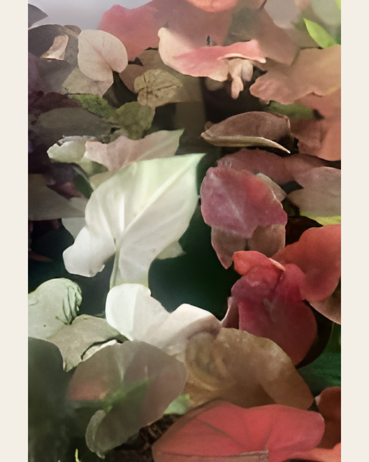 Caladium Mix, 4 Colours (6 inch Pot)