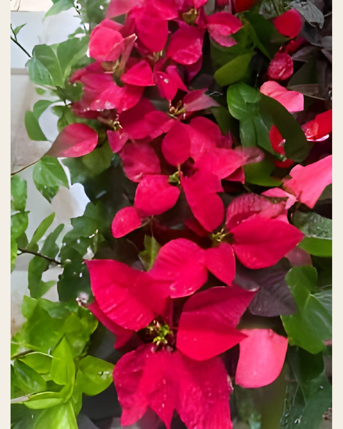 Poinsettia (8 inch Plastic Pot)
