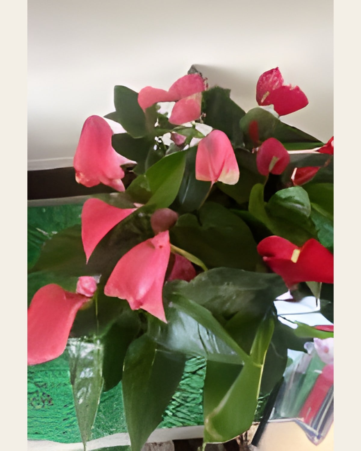 Anthurium, Pink or Red (8 inch Pot)