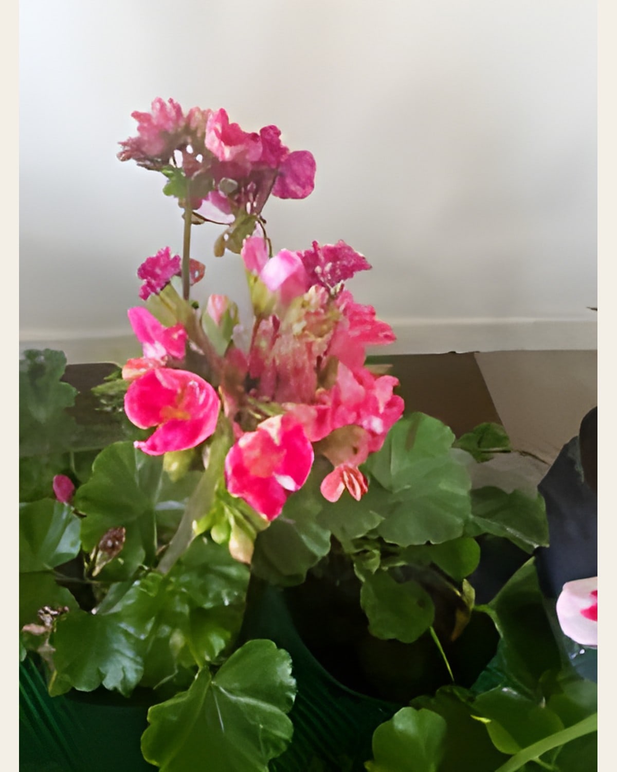 Geranium Mix, Pink (6 inch Pot)