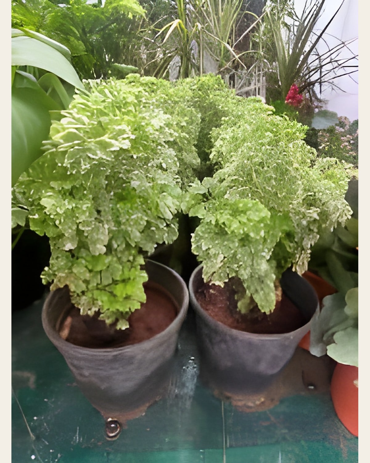 Aralia (6 inch Pot)