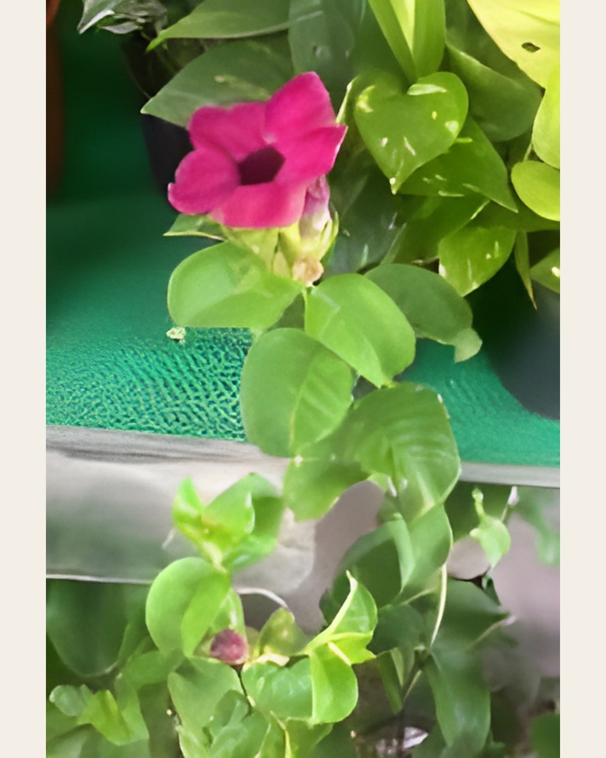Allamanda Maroon (10 inch Pot)