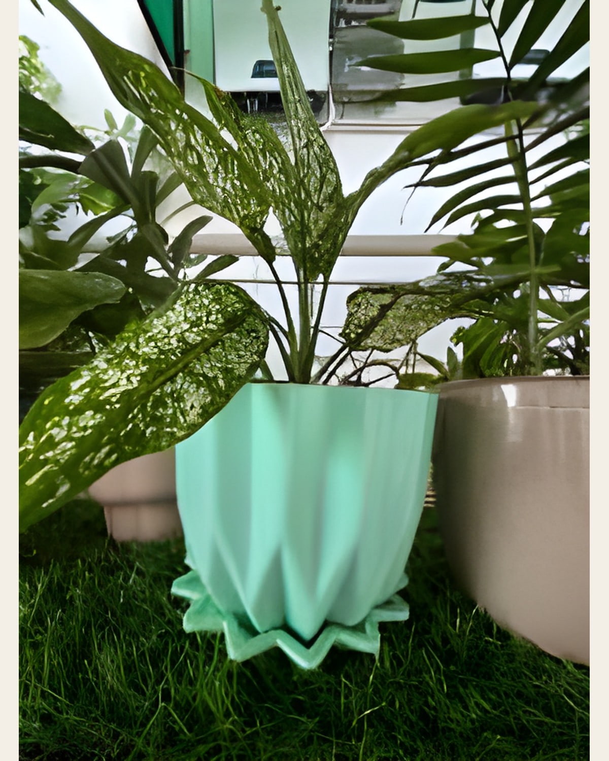 Aglaonema in Green 6 inch Plastic Pot