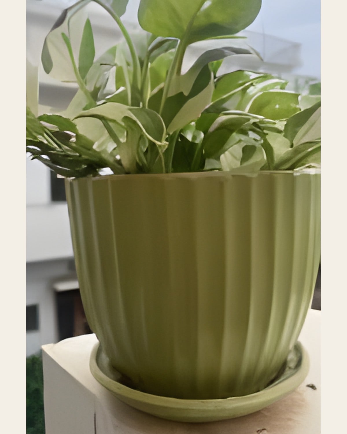 Money Plant N'Joy in 5 inch Ceramic Pot with Tray