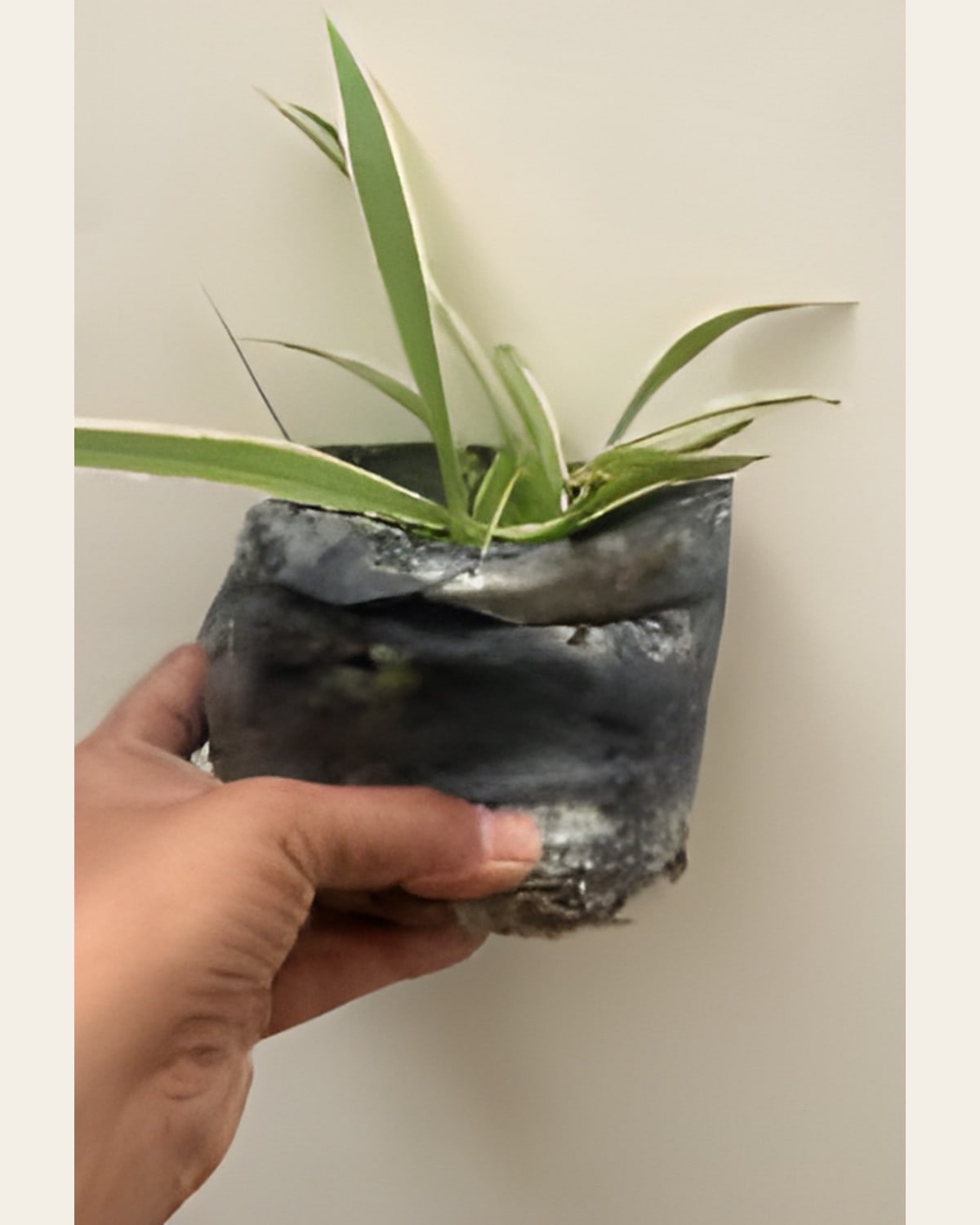 Spider Plant or Money Plant, Small