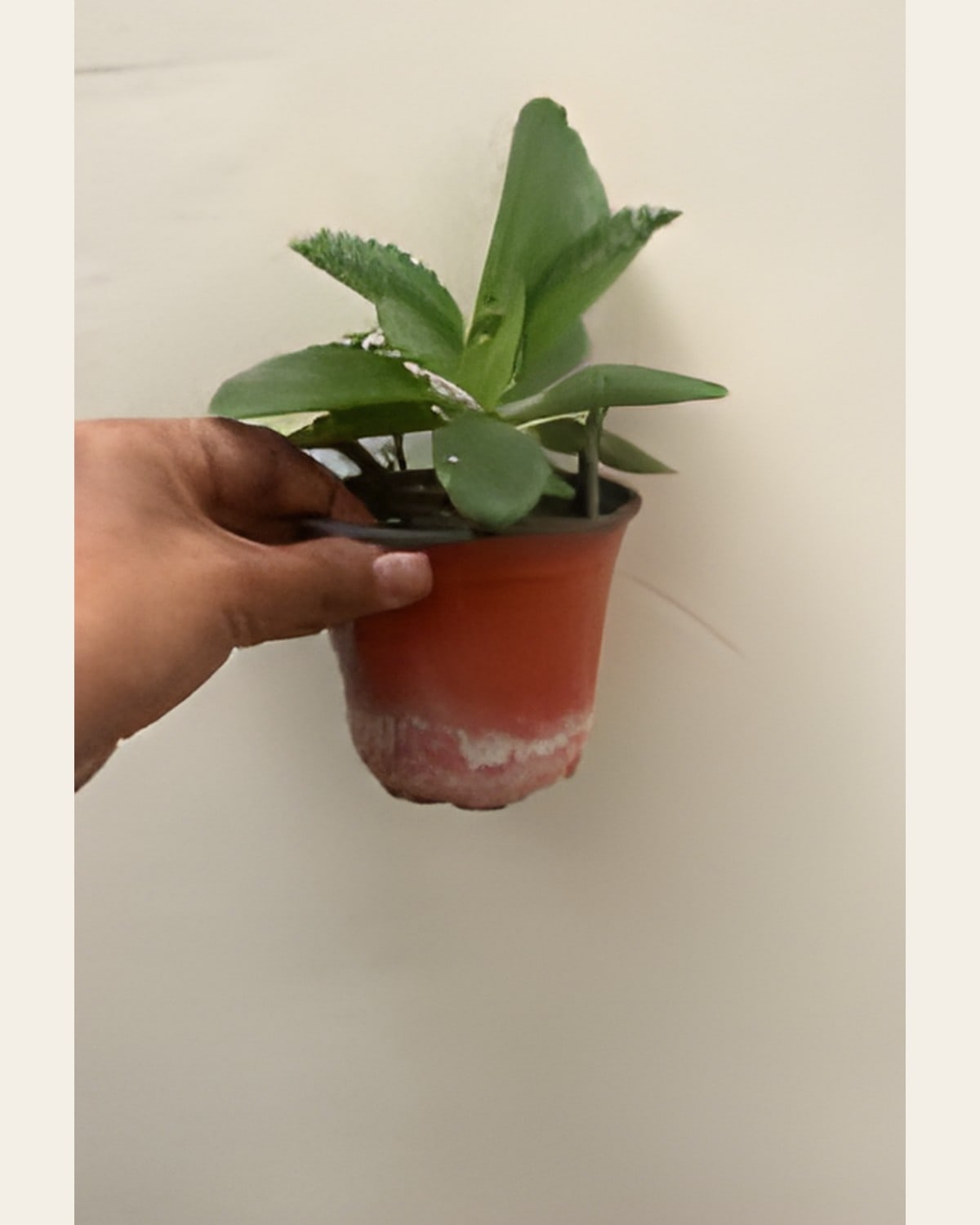 Pathharchatta, Small (Bryophyllum)