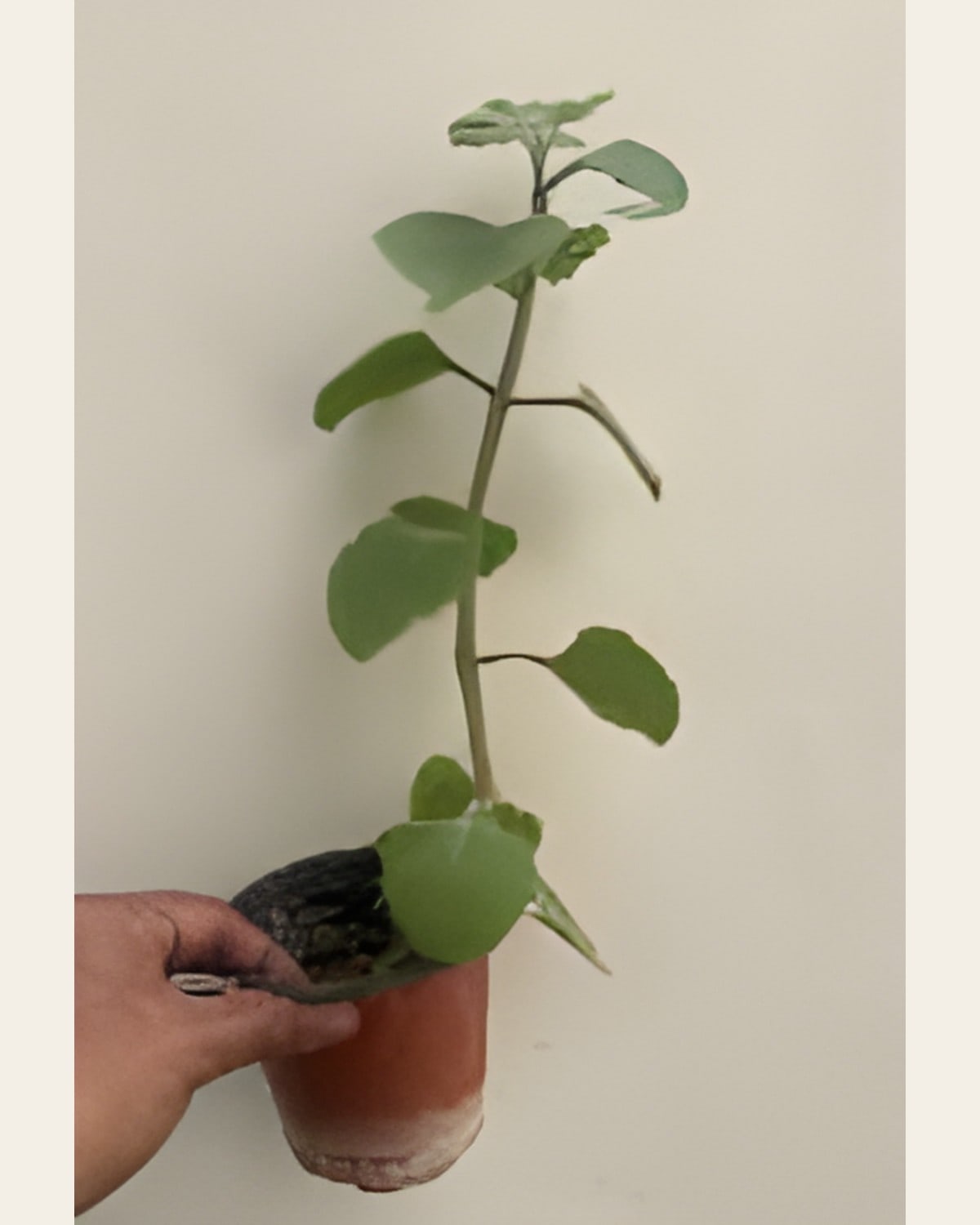 Mexican Mint, Small