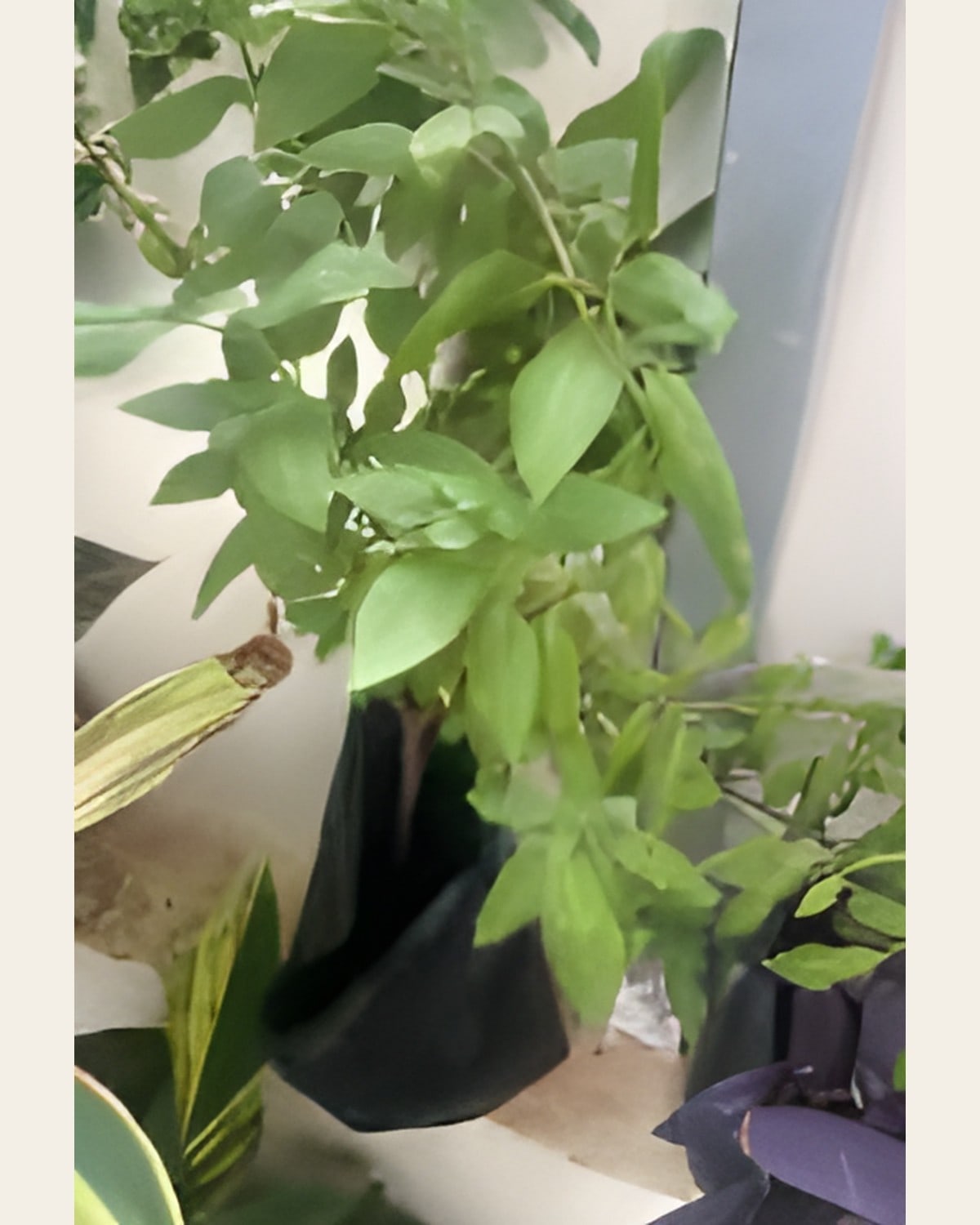 Sweet Thai Basil (Poly Bag)