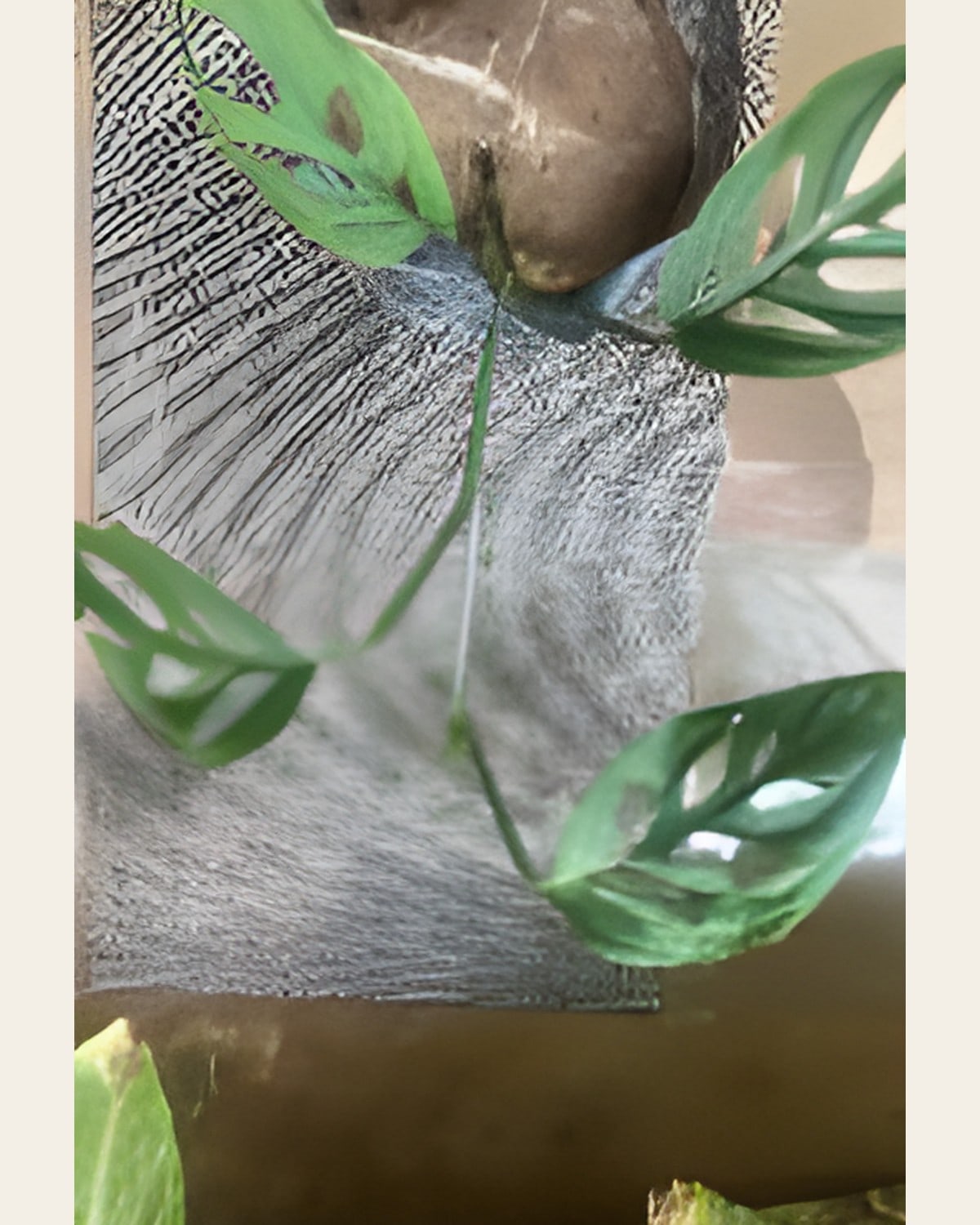 Broken Heart Plant (Poly Bag)