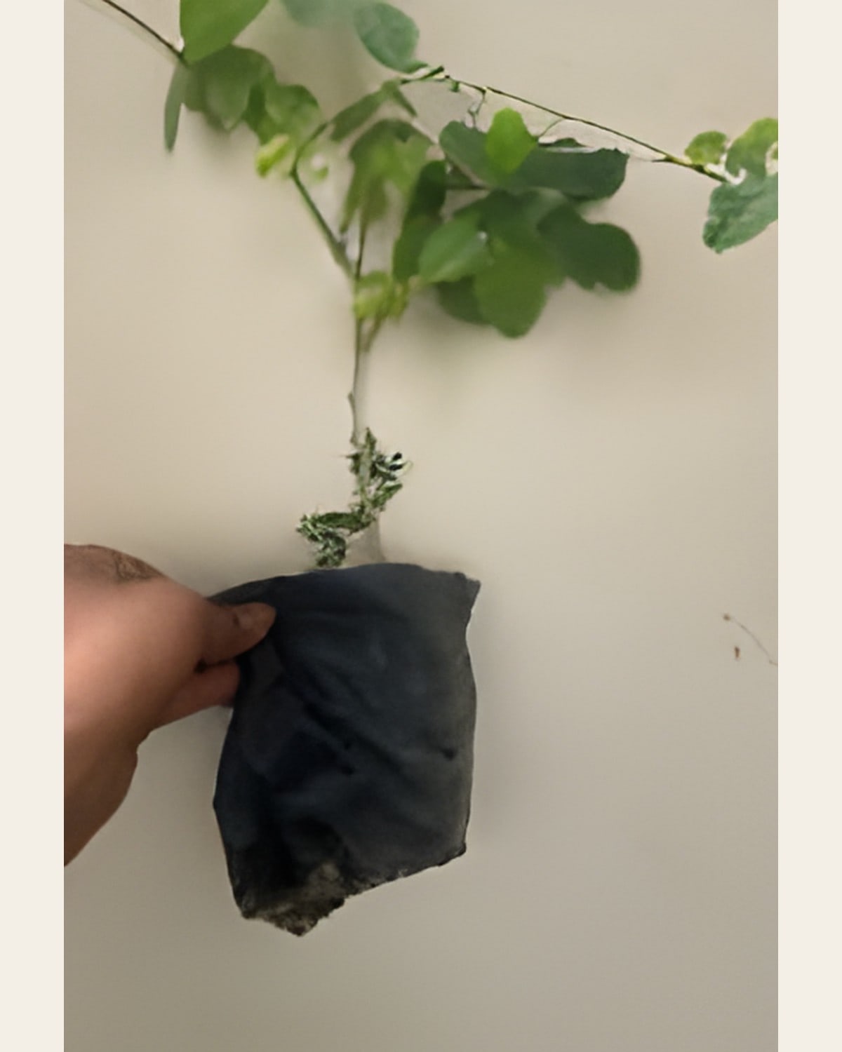 Aparajita Blue (Butterfly Pea), Small Poly Bag