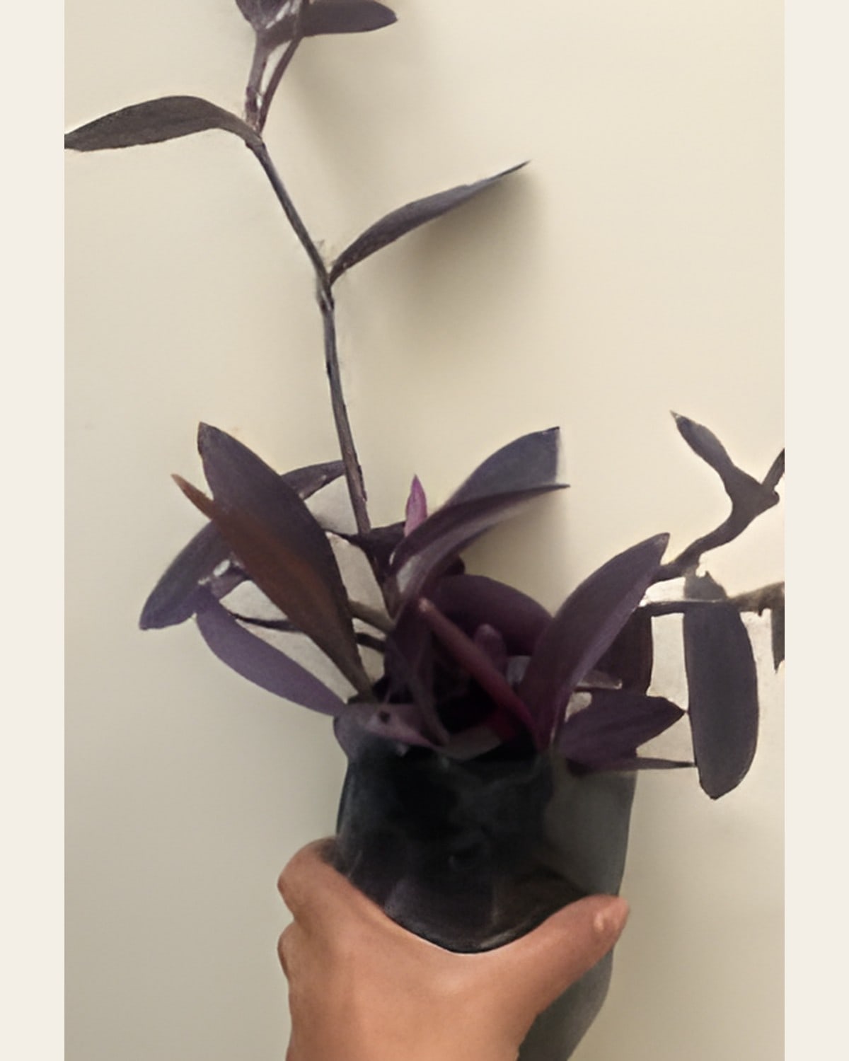 Purple Heart, Small Poly Bag