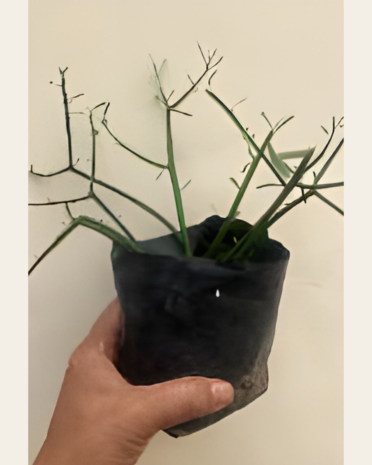 Pencil Cactus, Small Poly Bag