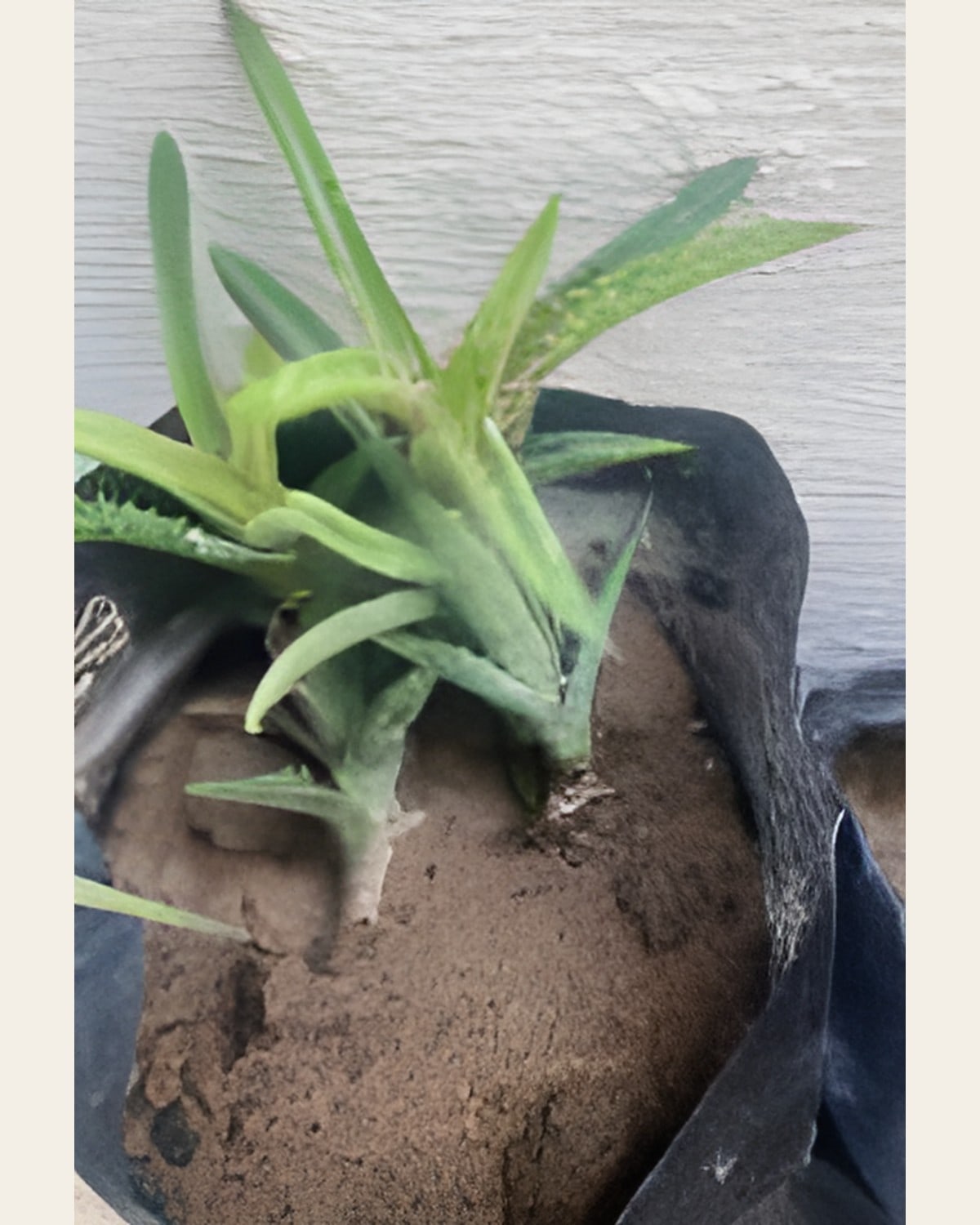Aloe Vera, Small Poly Bag