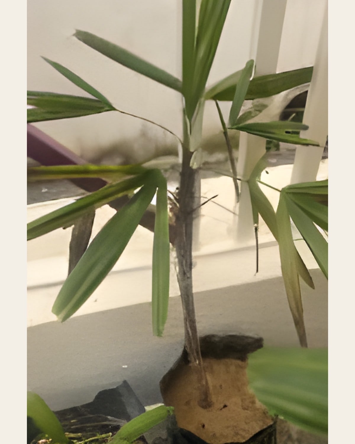 Lady Palm (Poly Bag)