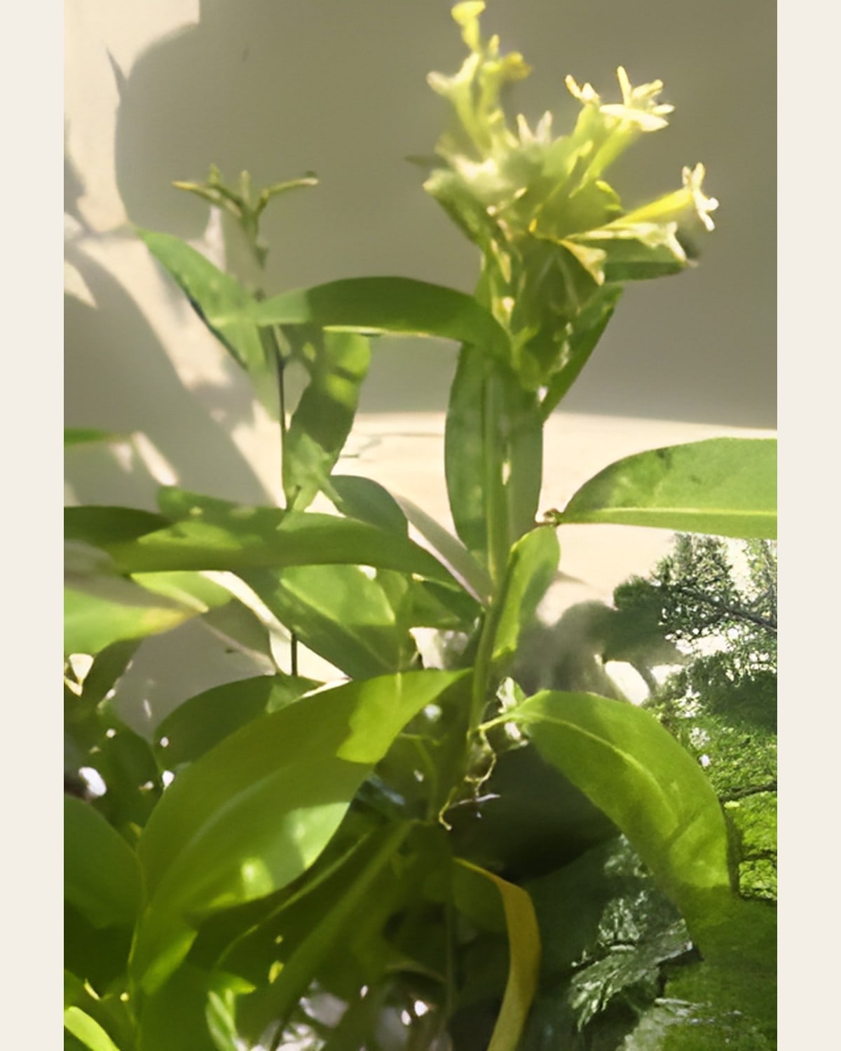 Raat ki Rani (Night Jasmine), Poly Bag