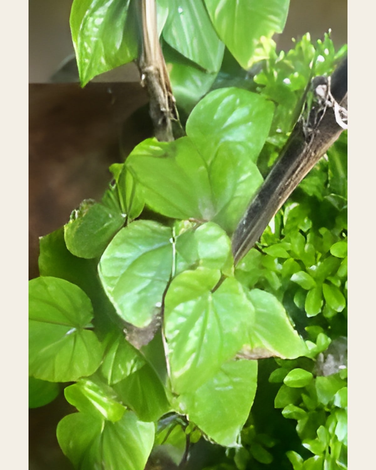 Paan (Betel Leaf), 6 inch Pot