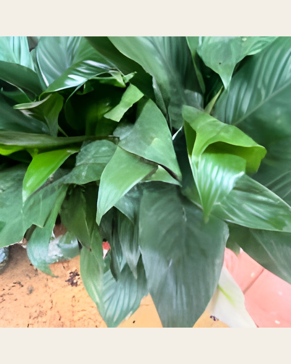 Peace Lily (8 inch Pot)