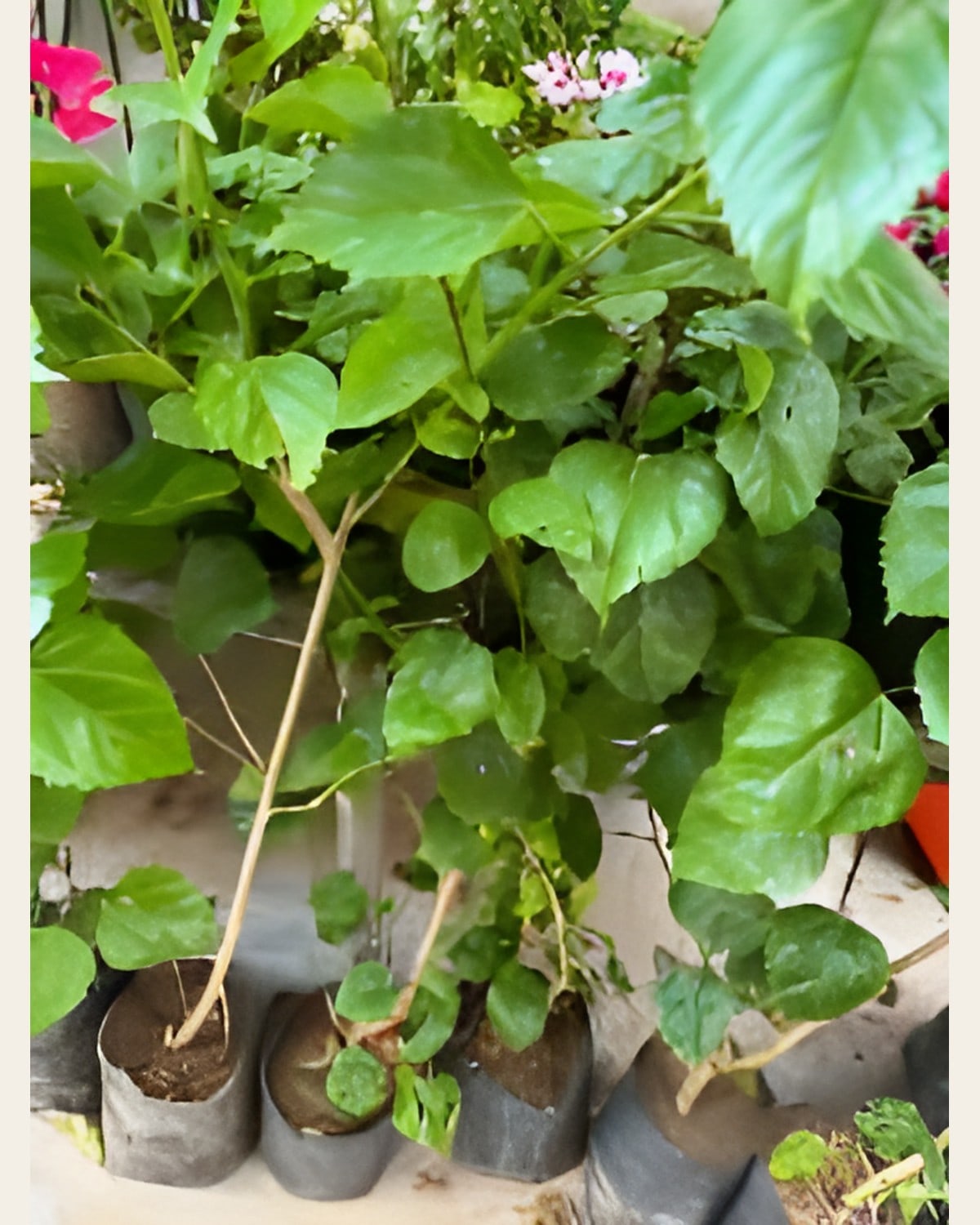Gudhal, Tall Desi (Hibiscus)