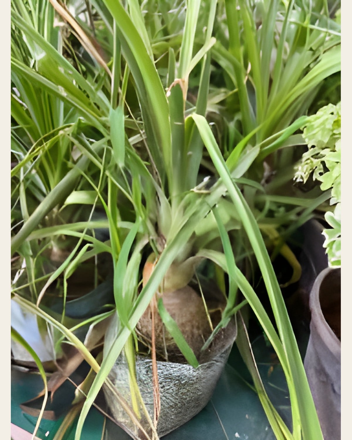 Ponytail Palm, Small