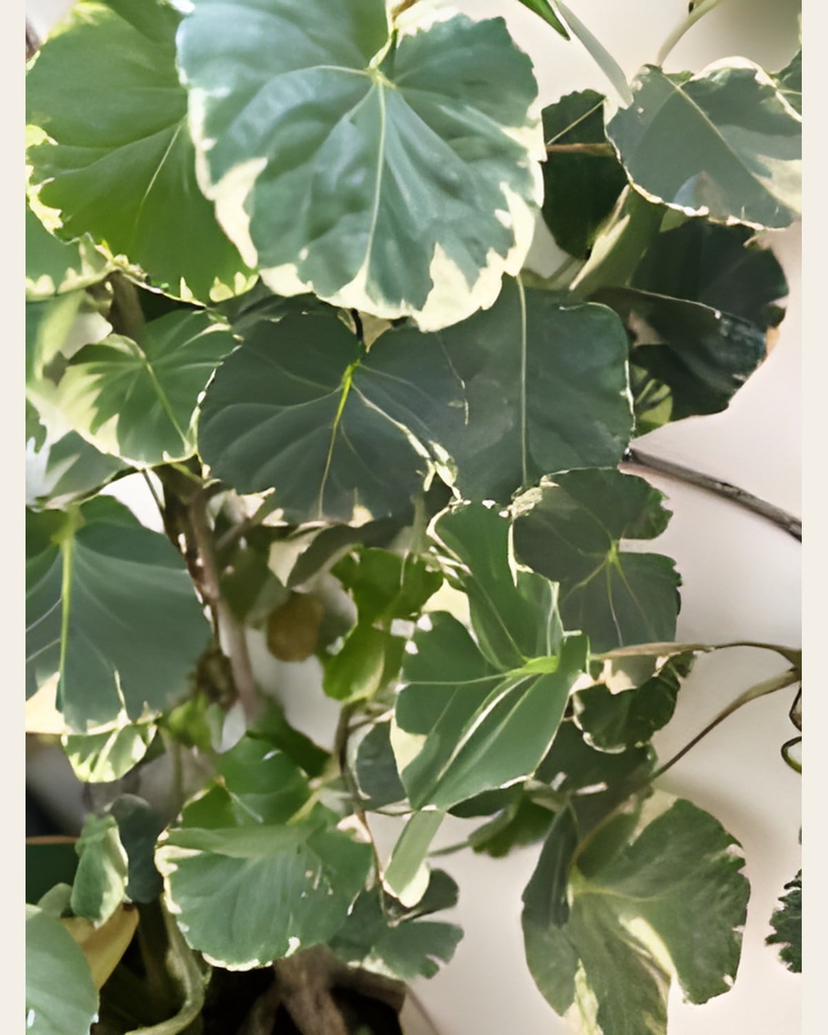 Variegated Aralia, 2 to 3 Feet (Poly Bag)