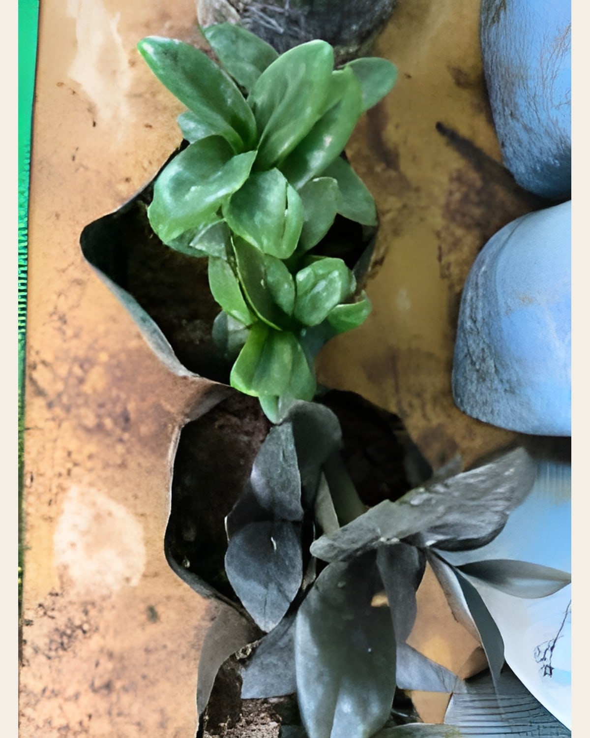 ZZ Plant, Black, Curly or Green (Poly Bag)