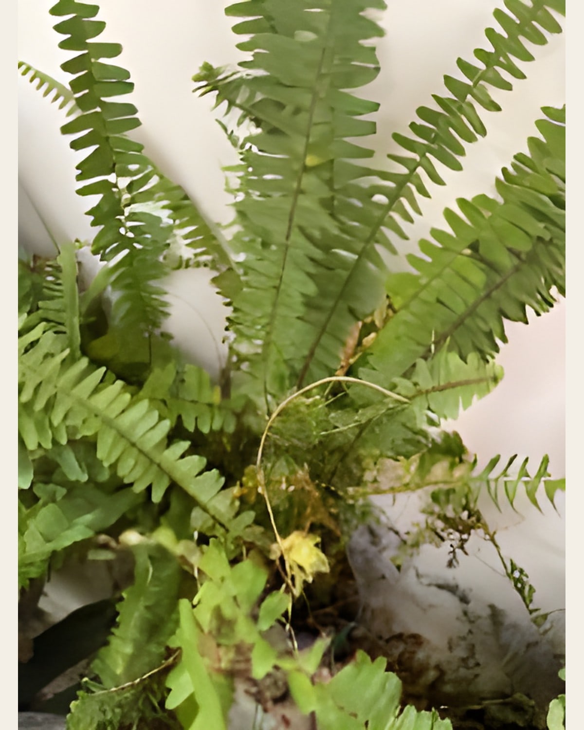 Fern, Small Poly Bag
