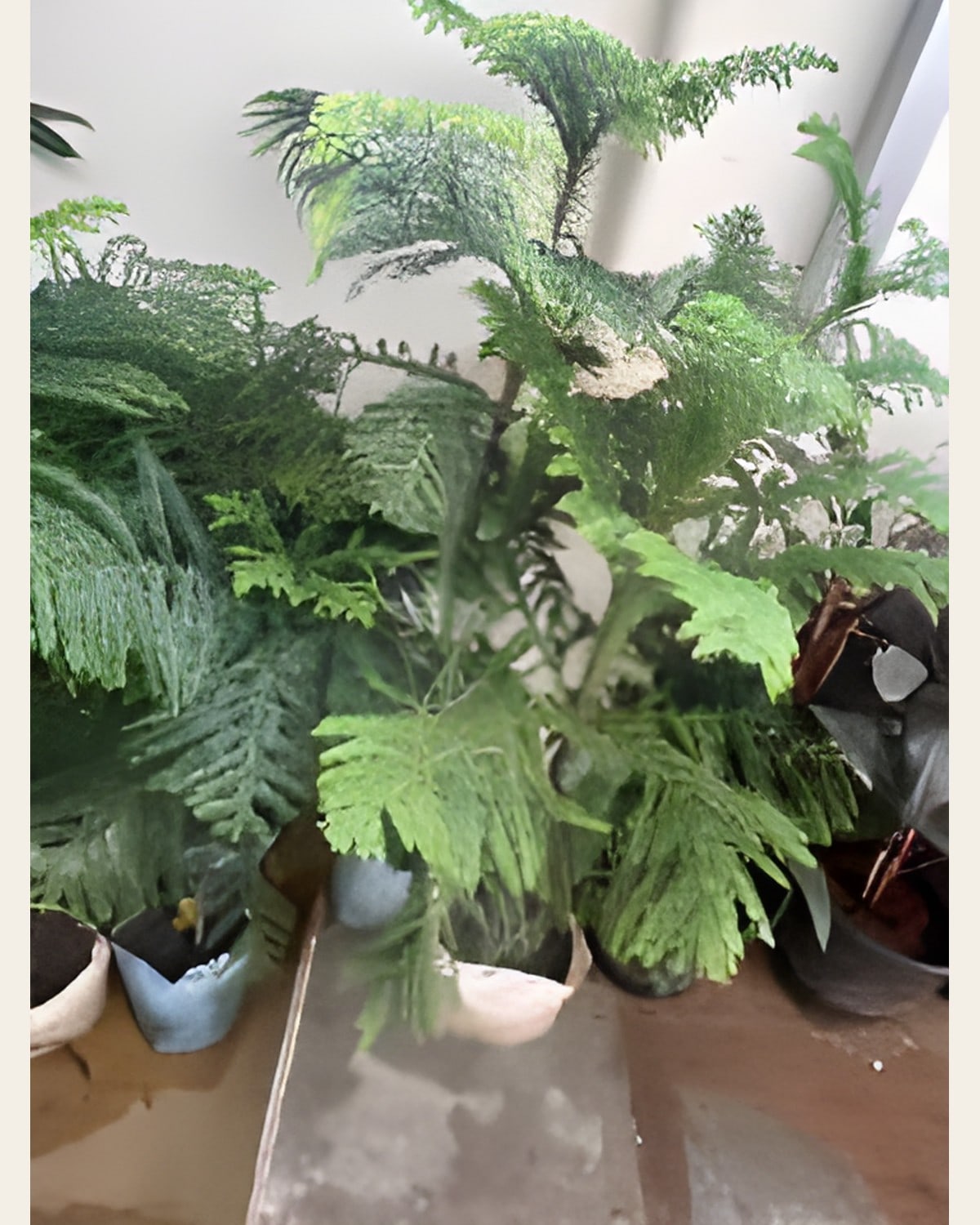 Christmas Tree, 2 to 3 Feet (Poly Bag)