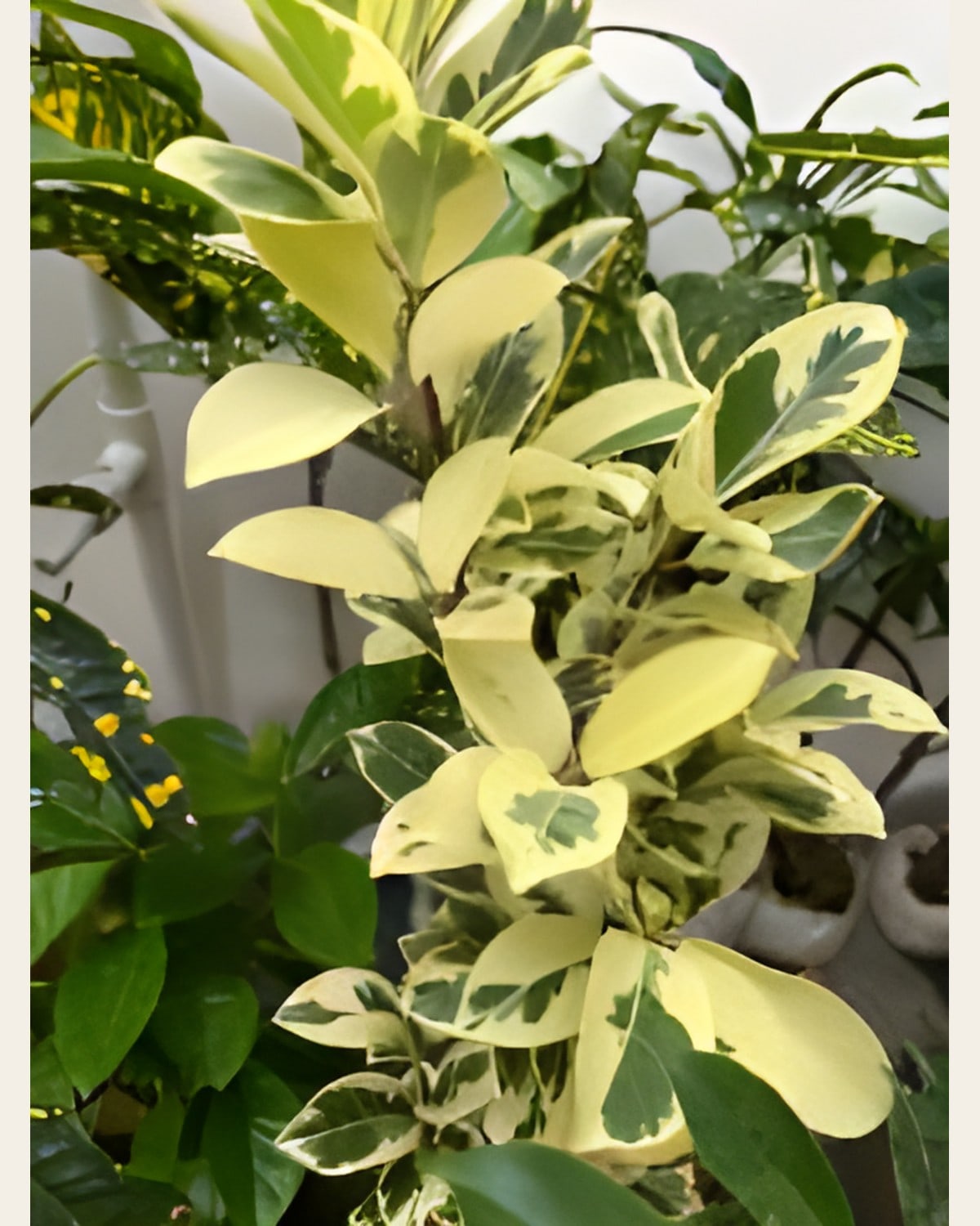 Ficus or Juniper Bonsai Starter (Poly Bag)