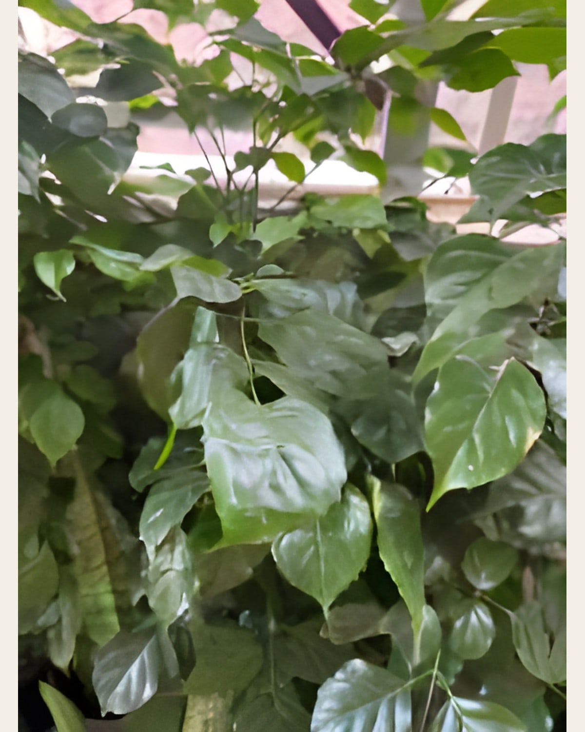 Radermachera, 3 Feet (10 inch Pot)