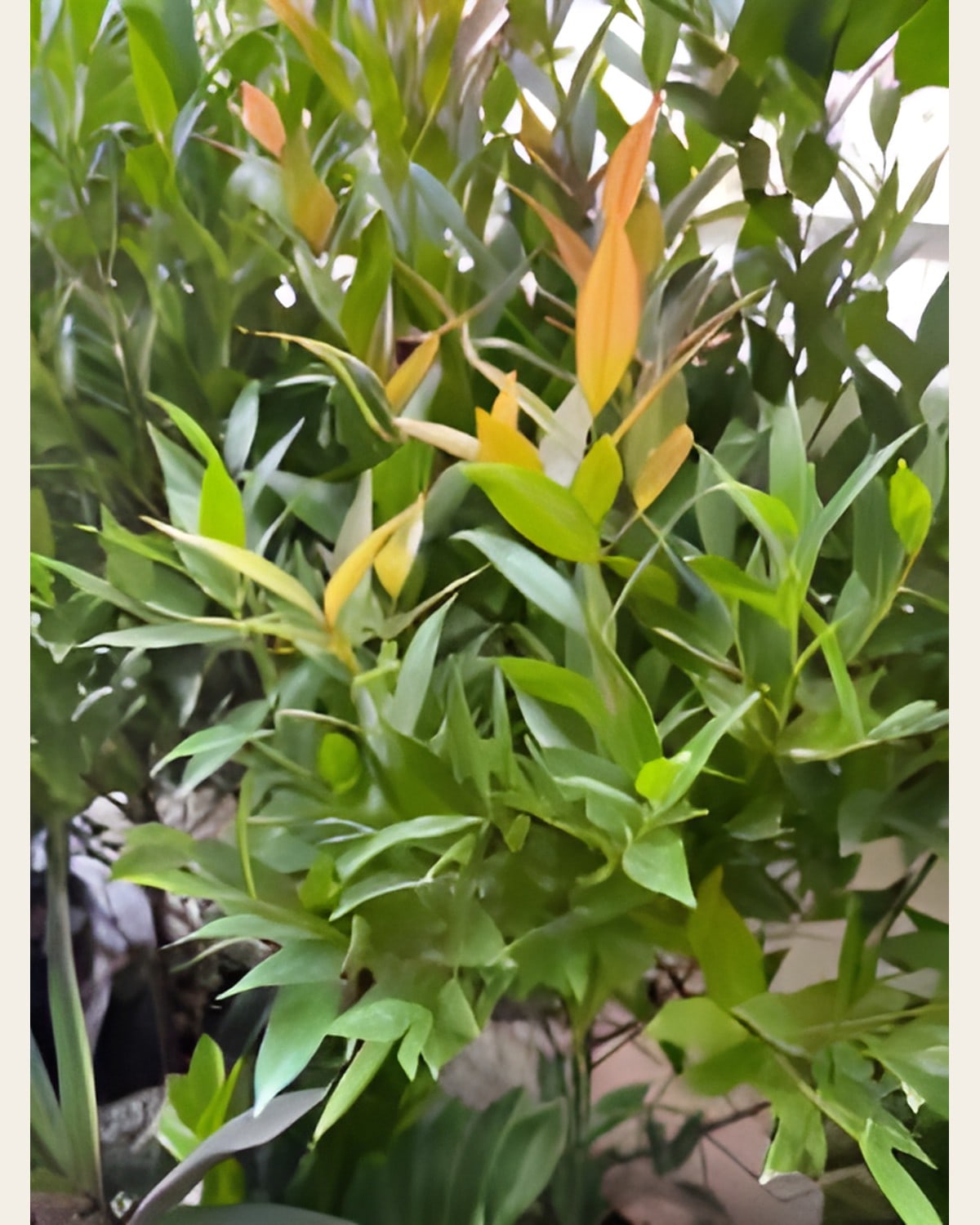 Kristina Ficus, 2 to 3 Feet (Big Bag)