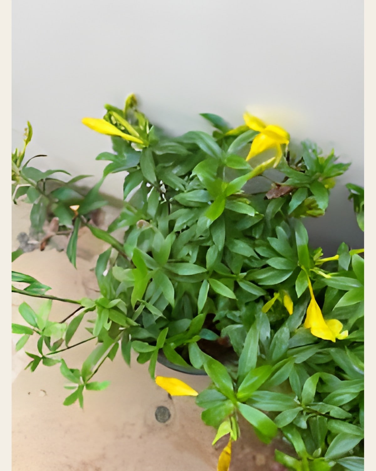 Allamanda Yellow (6 inch Pot)
